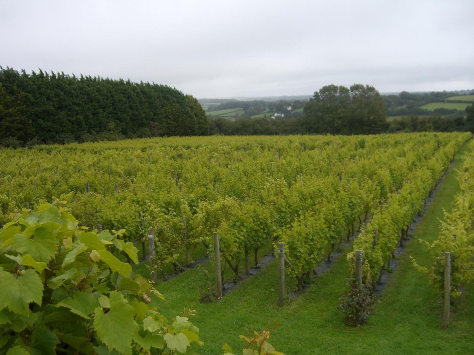 Гостевой дом Glyndwr Vineyard 3*