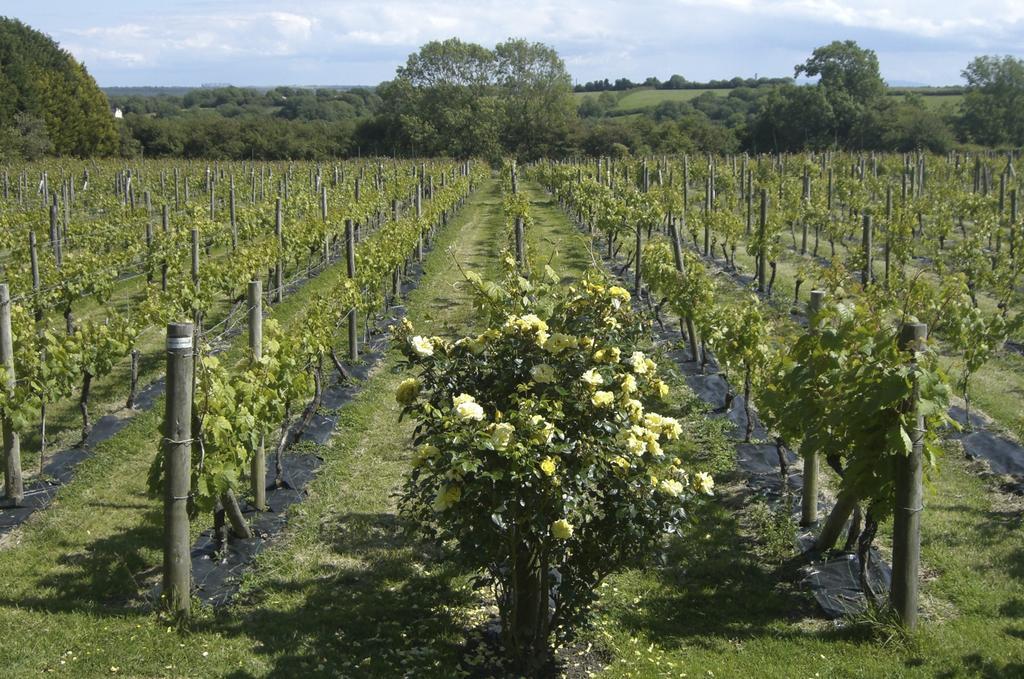 Гостевой дом Glyndwr Vineyard Каубридж